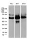 HCLS1 Binding Protein 3 antibody, LS-C798926, Lifespan Biosciences, Western Blot image 