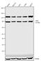 GLIS Family Zinc Finger 1 antibody, 720032, Invitrogen Antibodies, Western Blot image 