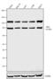 GLIS Family Zinc Finger 1 antibody, 720032, Invitrogen Antibodies, Western Blot image 