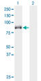 Kinesin Family Member 9 antibody, LS-C139472, Lifespan Biosciences, Western Blot image 