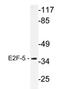 E2F Transcription Factor 5 antibody, AP20621PU-N, Origene, Western Blot image 