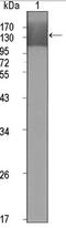 Kinase Insert Domain Receptor antibody, AM06371SU-N, Origene, Western Blot image 