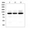 Glutamate Ionotropic Receptor AMPA Type Subunit 2 antibody, LS-C344055, Lifespan Biosciences, Western Blot image 