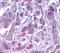 ETL antibody, MBS247867, MyBioSource, Immunohistochemistry frozen image 