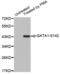 GATA Binding Protein 1 antibody, abx000186, Abbexa, Western Blot image 