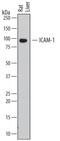 Intercellular Adhesion Molecule 1 antibody, BAF583, R&D Systems, Western Blot image 