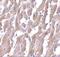 MYD88 Innate Immune Signal Transduction Adaptor antibody, M00025-2, Boster Biological Technology, Immunohistochemistry frozen image 