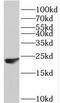 Protein Phosphatase 1 Regulatory Inhibitor Subunit 14B antibody, FNab06703, FineTest, Western Blot image 