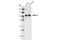 Ataxin 1 antibody, 2177S, Cell Signaling Technology, Western Blot image 