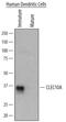 C-Type Lectin Domain Containing 10A antibody, AF4888, R&D Systems, Western Blot image 