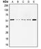p53 antibody, LS-C352993, Lifespan Biosciences, Western Blot image 