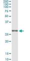 Tripartite Motif Containing 72 antibody, H00493829-M04, Novus Biologicals, Immunoprecipitation image 