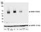CD226 Molecule antibody, NBP2-77357, Novus Biologicals, Western Blot image 