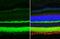 Synaptotagmin 1 antibody, GTX114124, GeneTex, Immunohistochemistry paraffin image 