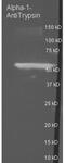 Alpha-1-antitrypsin antibody, H00720, Boster Biological Technology, Western Blot image 
