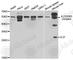 IL-27 antibody, A5498, ABclonal Technology, Western Blot image 