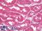 Janus Kinase And Microtubule Interacting Protein 2 antibody, LS-B10070, Lifespan Biosciences, Immunohistochemistry frozen image 
