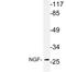 Nerve Growth Factor antibody, LS-B16480, Lifespan Biosciences, Western Blot image 