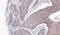 JNK MAP kinase scaffold protein 2 antibody, NBP1-31411, Novus Biologicals, Immunohistochemistry paraffin image 