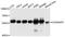 Golgi Reassembly Stacking Protein 2 antibody, A10383, ABclonal Technology, Western Blot image 