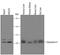 Hydroxyacylglutathione Hydrolase antibody, AF5944, R&D Systems, Western Blot image 