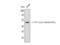 Eukaryotic Translation Elongation Factor 1 Alpha 1 antibody, STJ90143, St John