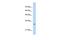 MRT4 Homolog, Ribosome Maturation Factor antibody, GTX46467, GeneTex, Western Blot image 