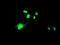 WD Repeat Domain 4 antibody, NBP2-01409, Novus Biologicals, Immunocytochemistry image 