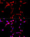 Cytochrome P450 Family 1 Subfamily B Member 1 antibody, 15-193, ProSci, Immunofluorescence image 