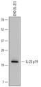 IL-12 antibody, AF1716, R&D Systems, Western Blot image 