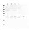 LIM Domain Only 2 antibody, A03502-1, Boster Biological Technology, Western Blot image 