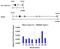Dual Specificity Phosphatase 16 antibody, PA5-29888, Invitrogen Antibodies, Chromatin Immunoprecipitation image 