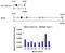 Dual specificity protein phosphatase 16 antibody, PA5-29888, Invitrogen Antibodies, Chromatin Immunoprecipitation image 