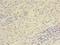 UTP23 Small Subunit Processome Component antibody, LS-C379682, Lifespan Biosciences, Immunohistochemistry frozen image 