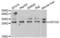 Crystallin Gamma D antibody, LS-C334253, Lifespan Biosciences, Western Blot image 