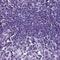 Sperm Equatorial Segment Protein 1 antibody, PA5-61132, Invitrogen Antibodies, Immunohistochemistry paraffin image 