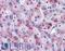 Hemopexin antibody, LS-B3811, Lifespan Biosciences, Immunohistochemistry frozen image 