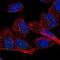 Zinc Finger Protein 77 antibody, NBP1-80873, Novus Biologicals, Immunofluorescence image 