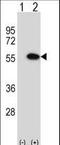 MDIG antibody, LS-C164198, Lifespan Biosciences, Western Blot image 