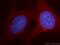 CLDN11 antibody, 12152-1-AP, Proteintech Group, Immunofluorescence image 