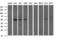 POU Class 5 Homeobox 1 antibody, LS-C338195, Lifespan Biosciences, Western Blot image 