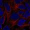 G-protein coupled receptor 98 antibody, HPA067503, Atlas Antibodies, Immunofluorescence image 