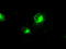 Interferon Regulatory Factor 3 antibody, LS-C114575, Lifespan Biosciences, Immunofluorescence image 