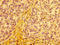 Cytochrome C Oxidase Assembly Homolog COX15 antibody, LS-C672237, Lifespan Biosciences, Immunohistochemistry paraffin image 