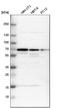 63 kDa membrane protein antibody, HPA000792, Atlas Antibodies, Western Blot image 