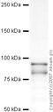 OPA1 Mitochondrial Dynamin Like GTPase antibody, ab42364, Abcam, Western Blot image 