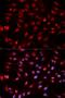 Apurinic/Apyrimidinic Endodeoxyribonuclease 1 antibody, LS-C331268, Lifespan Biosciences, Immunofluorescence image 