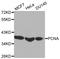 PCNA antibody, TA332379, Origene, Western Blot image 
