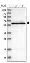 GTP Binding Protein 2 antibody, PA5-56738, Invitrogen Antibodies, Western Blot image 