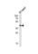 Transcription Factor AP-2 Gamma antibody, abx034980, Abbexa, Western Blot image 